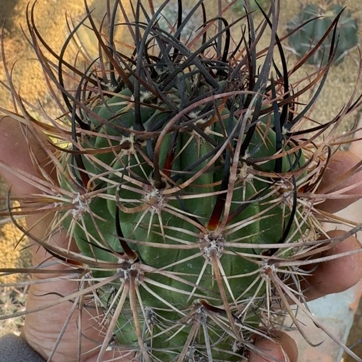 狂风丸无根555555555