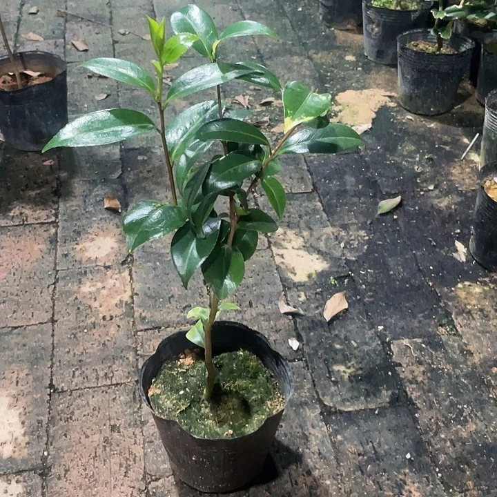 大部分花苞少量开放，覆伦雅子