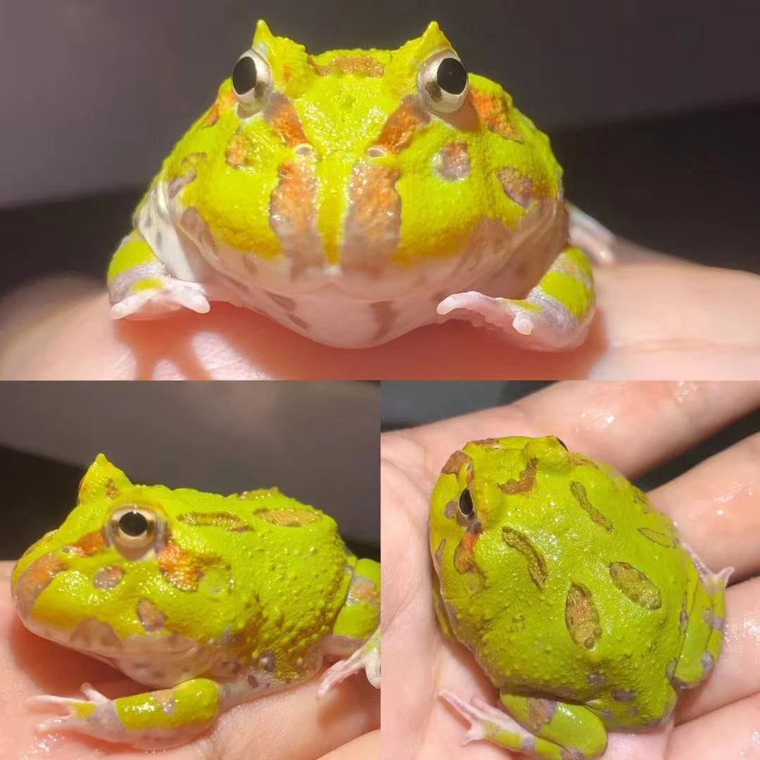 【蛙星直播间专属开箱视频售后】水陆爬宠物角蛙蛙任选南瓜发财蛙