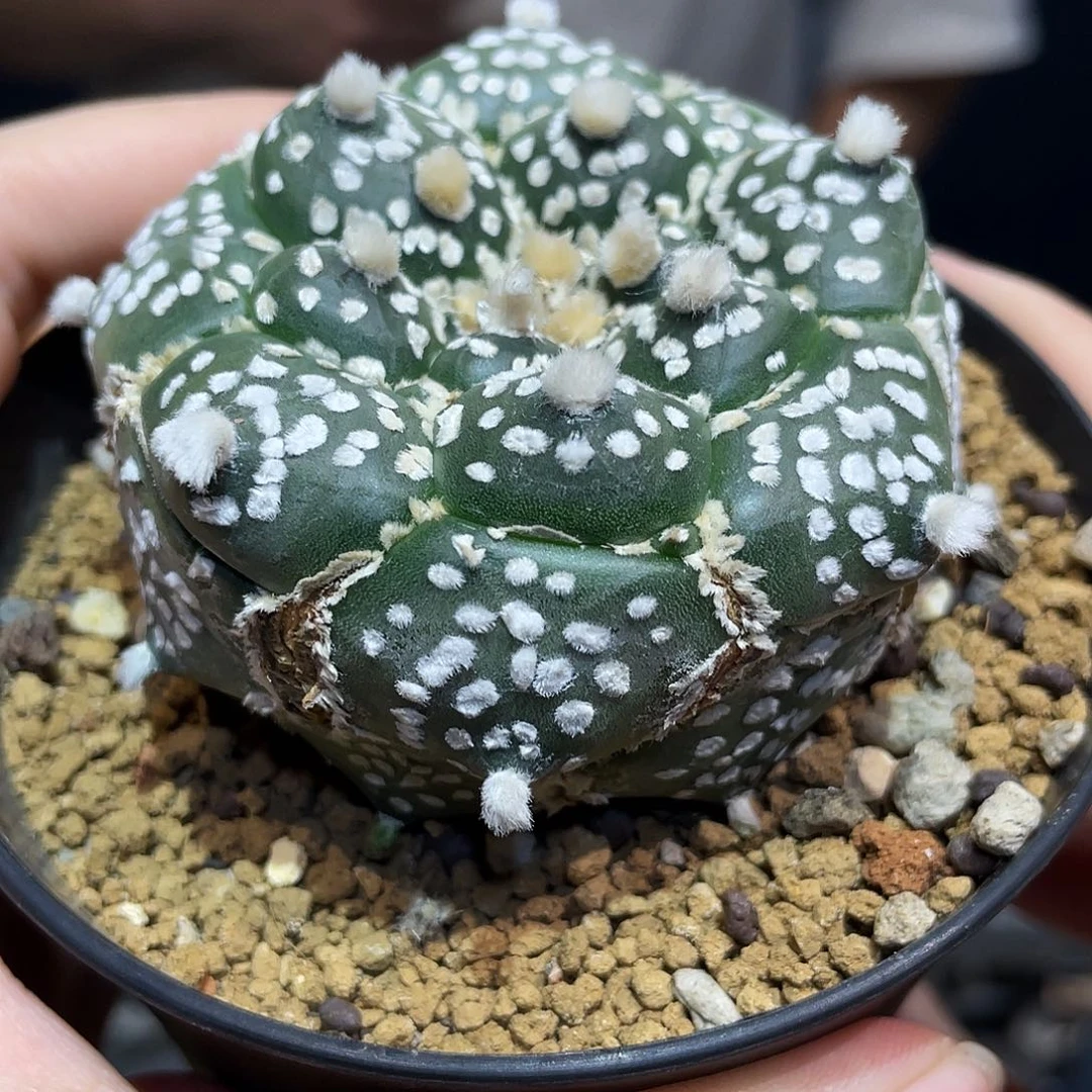 7号实生超龟甲兜好玩