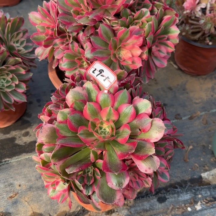 29-5布加迪处理不包售后2