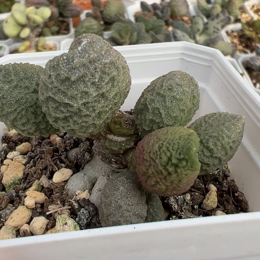 实生新品多头纯木质桩多肉植物