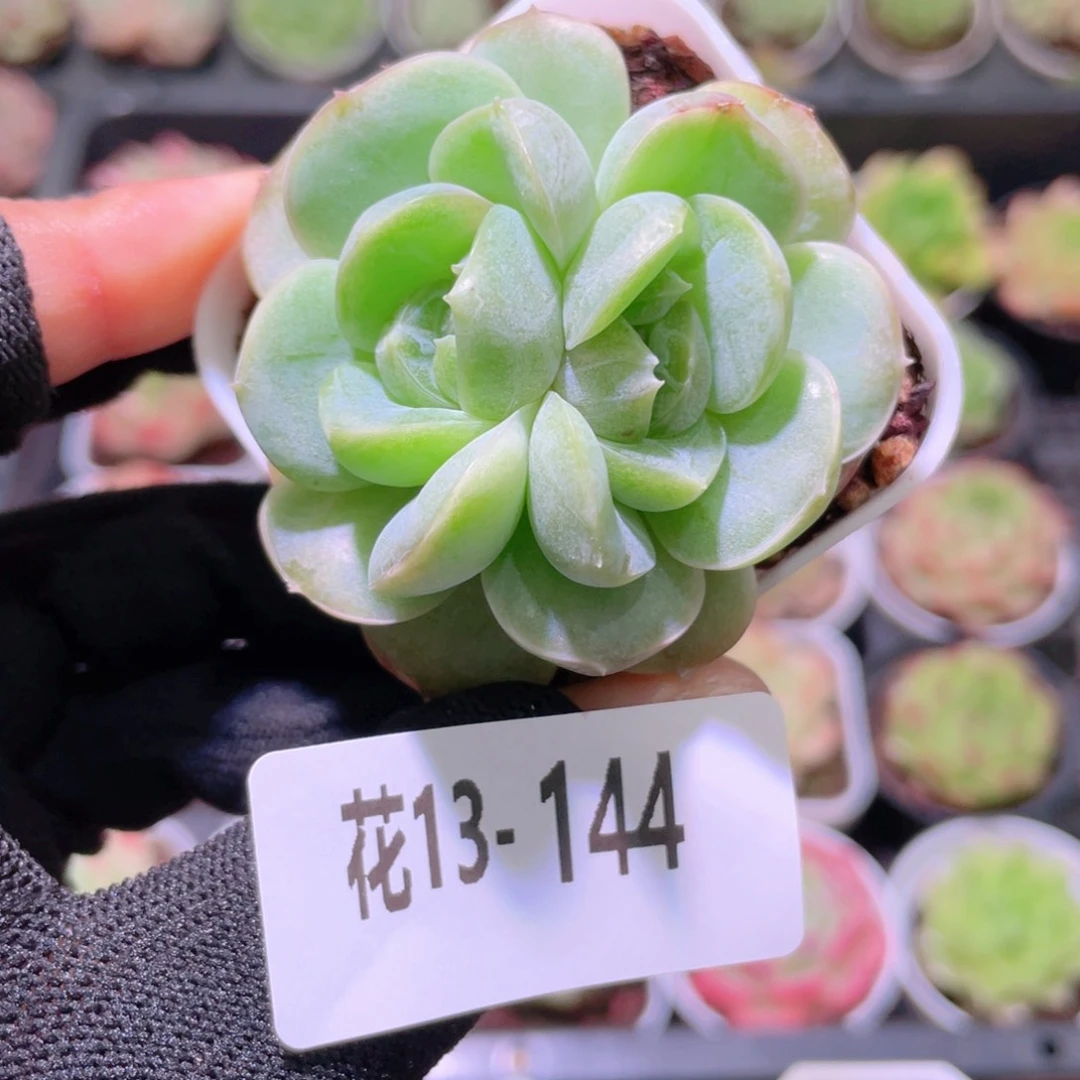 花利美13-144新品珍妮