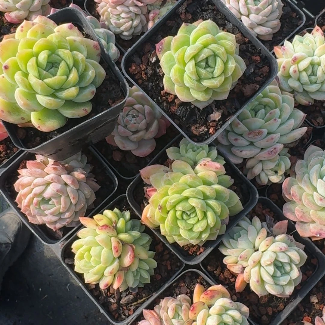 绿体珍妮多肉植物