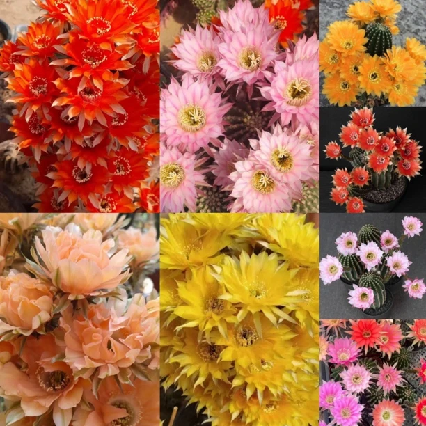 大小姐花卉店综合链接