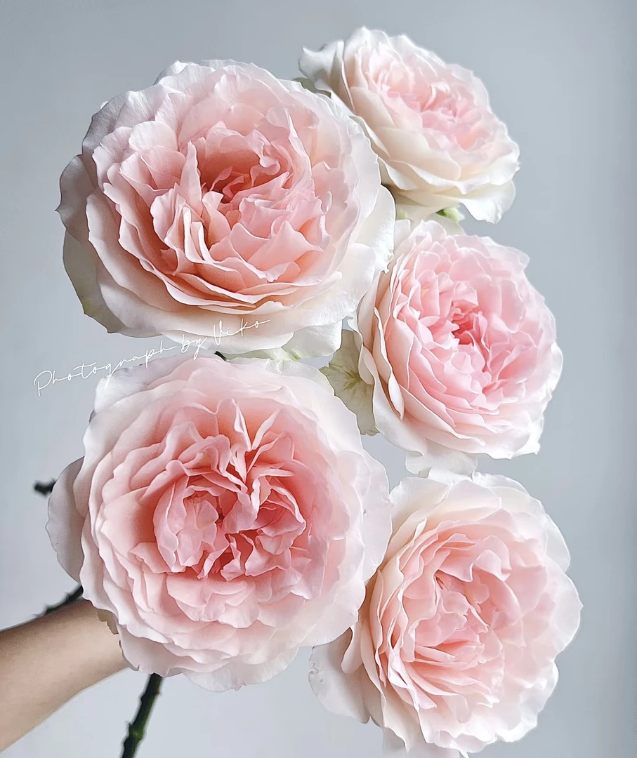 【测试水粉玫瑰】全场任意两单顺丰冷链包邮，0度以下必拍邮费！