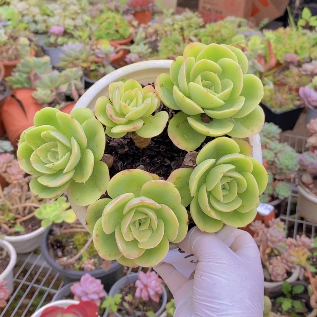 0737星纳塔一物一拍