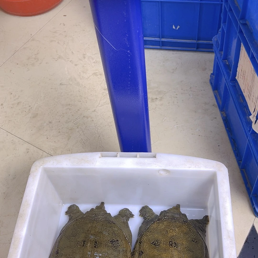 中国大陆野生甲鱼包邮包活