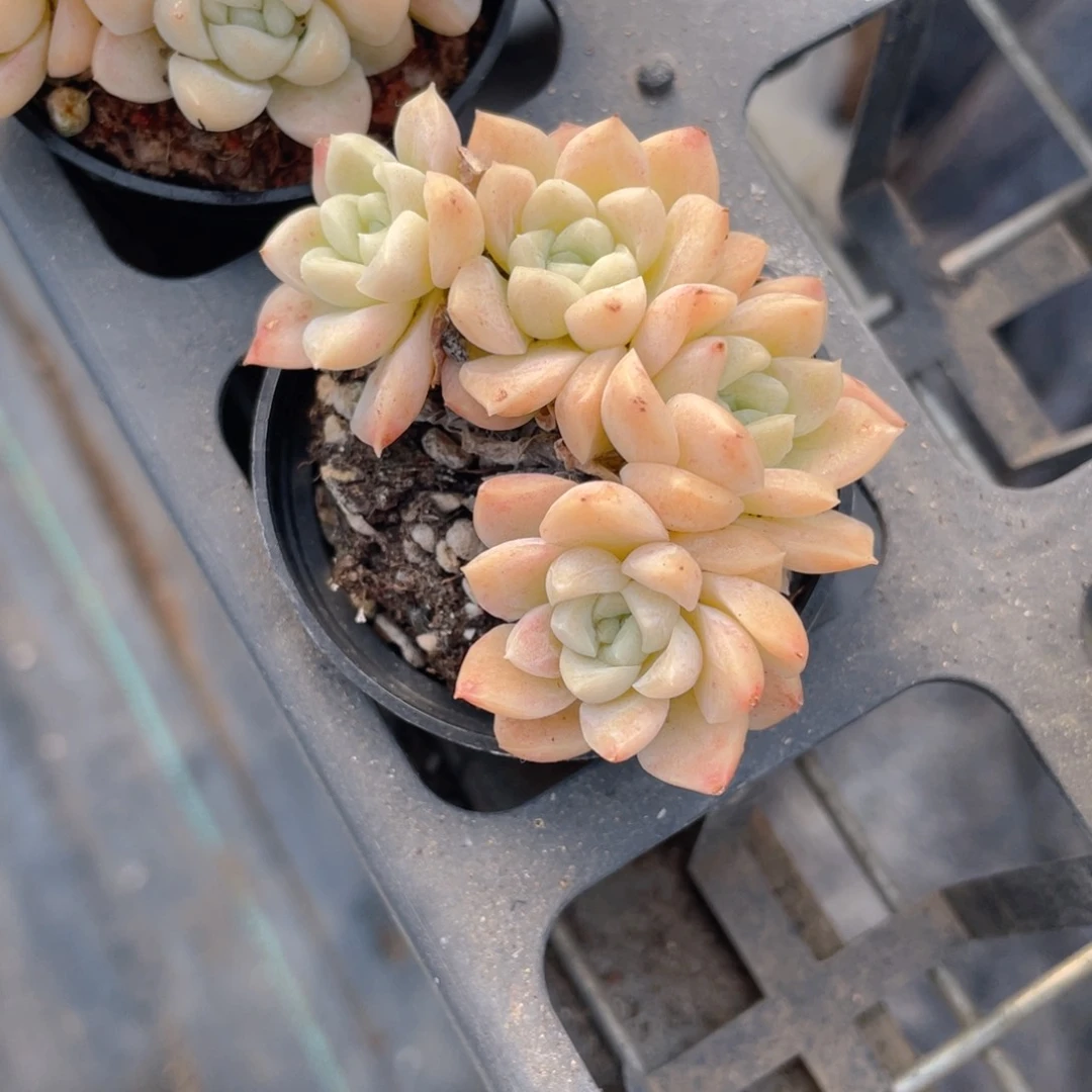 奶油美人多肉9.9包邮