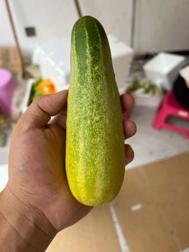 【偏黄一点】云南老品种黄瓜现摘现发偏黄半老瓜更脆甜还送辣椒面