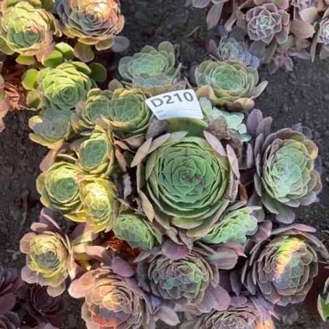 多肉植物花月夜一个