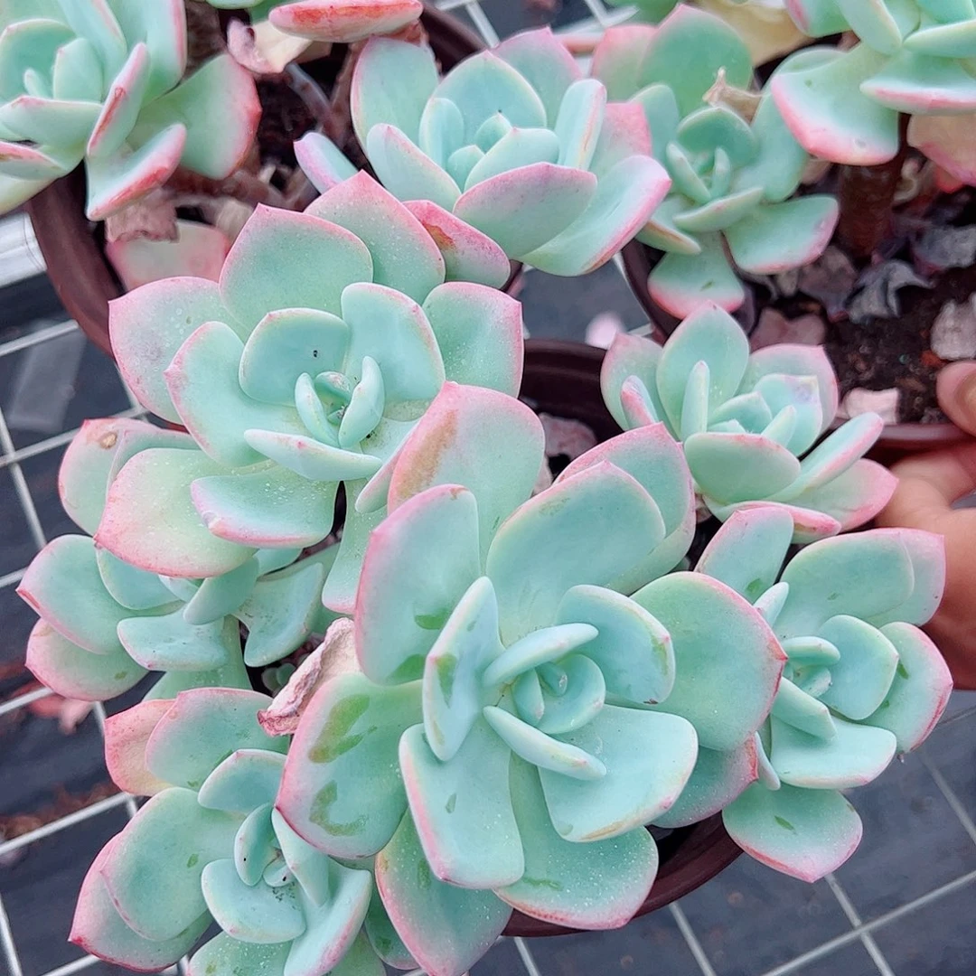 白月光多头多群生小盆