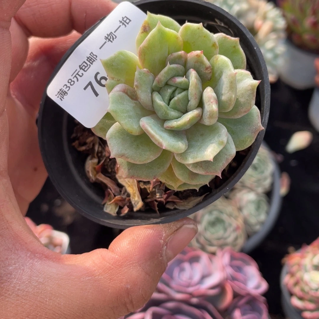 响**。764单头石化锦多肉植物