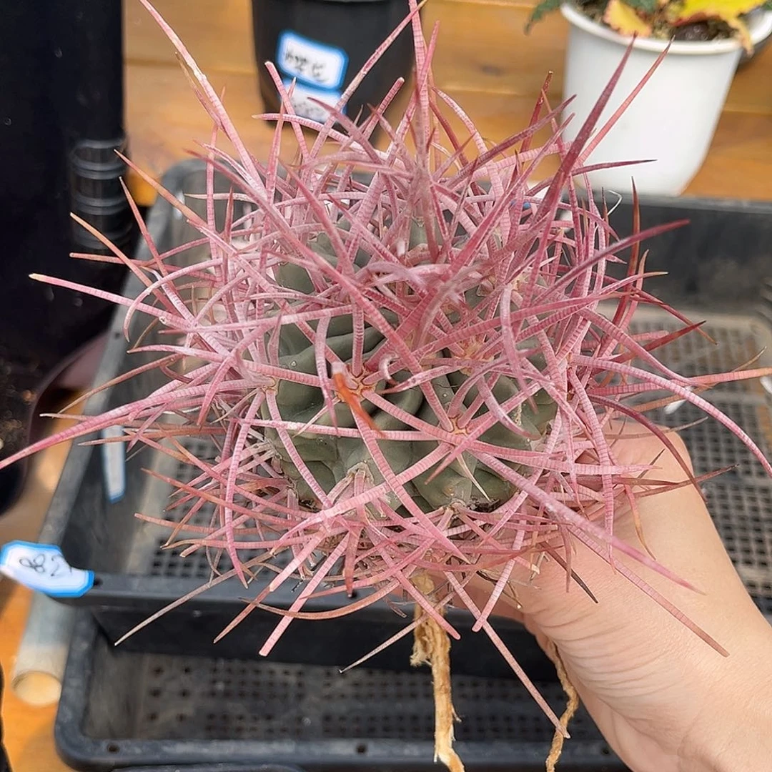 产地狂刺大龙冠，长刺