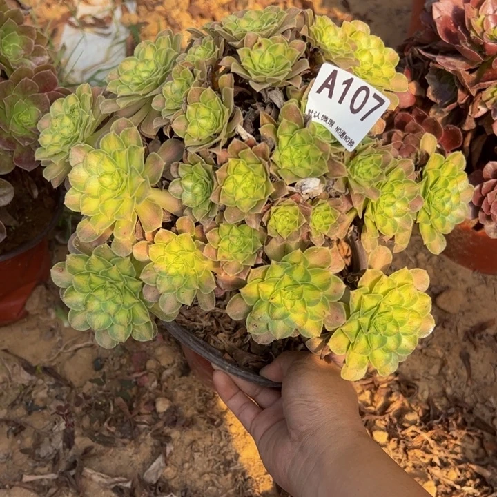 韶华多肉植物107.微瑕