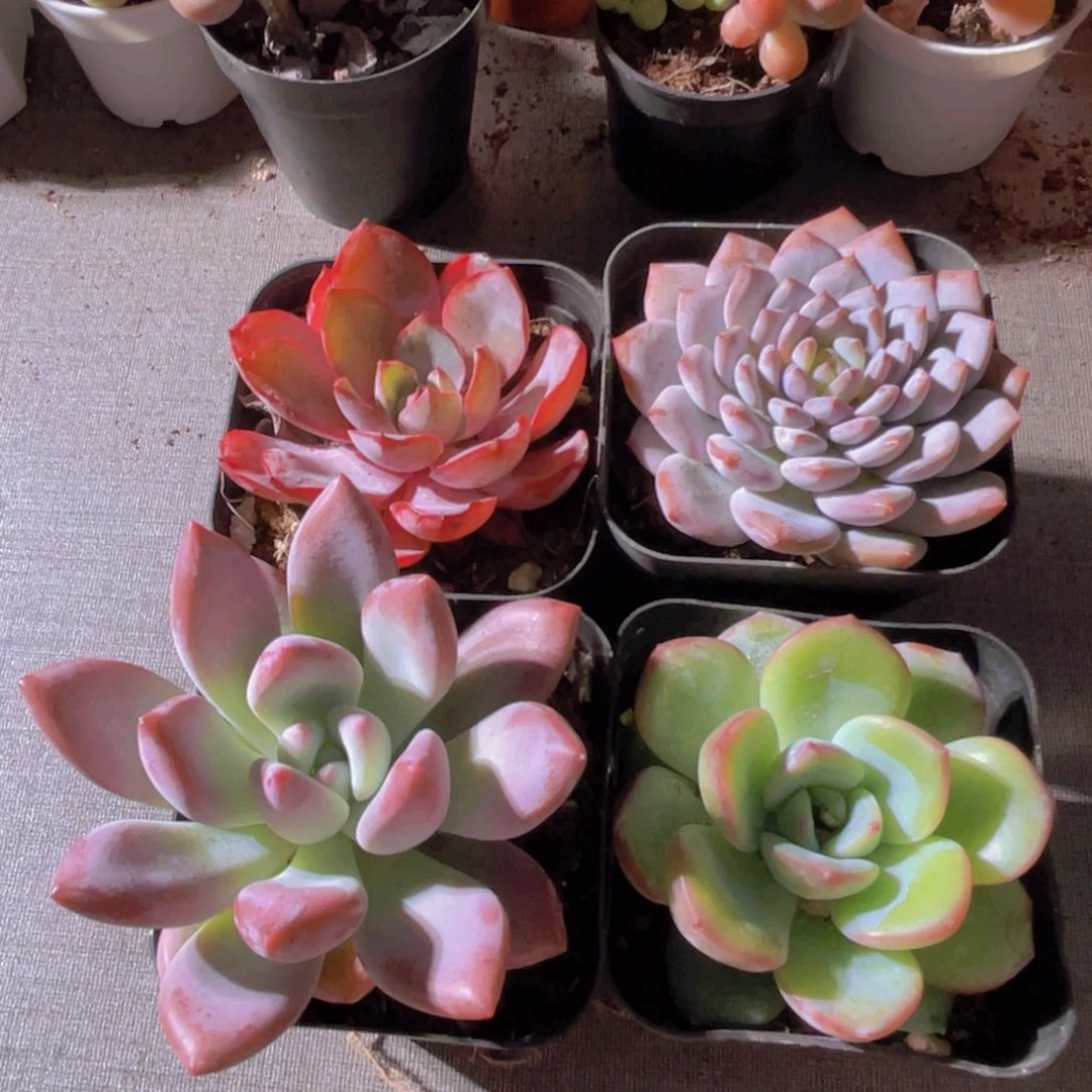 赫拉 星星橙 奥普 泡芙