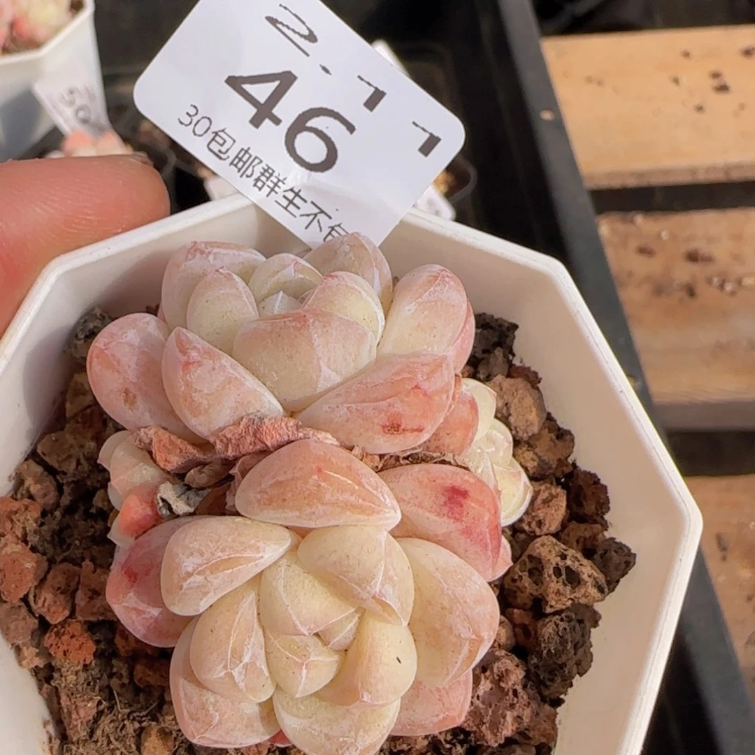 四头冰玉一颗脱土发货