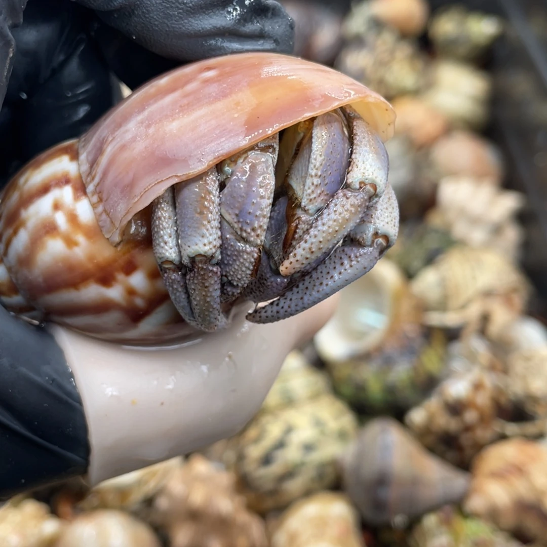 不退不换活体宠物32