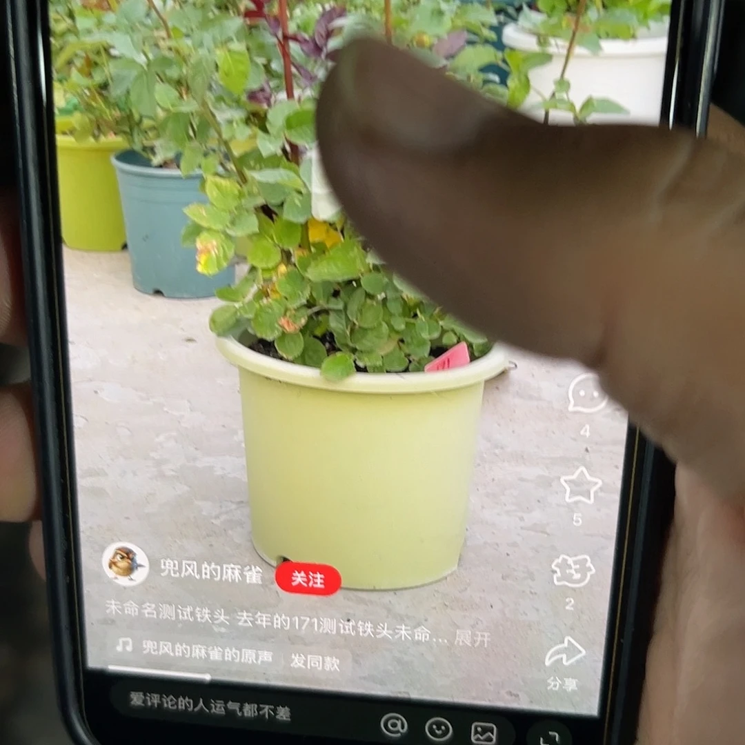 无花朵———-测试0.4。梦幻 福利款