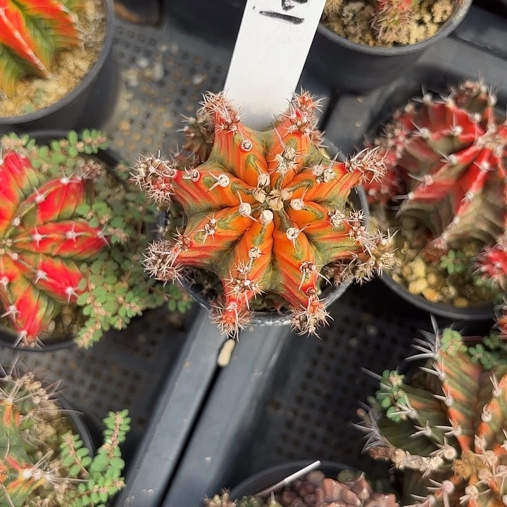 建****国241-0606泰国发货抵扣92多肉