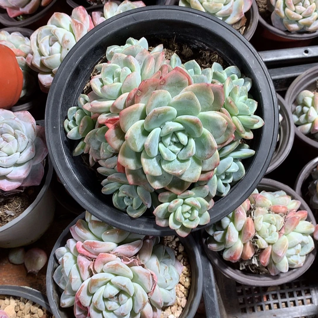 和风细雨哈哈多肉植物