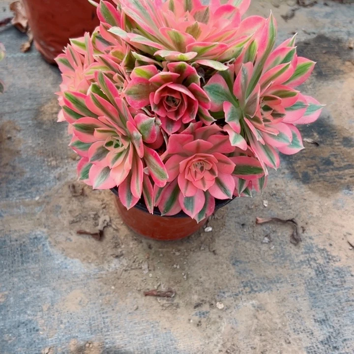 322女巫多肉植物