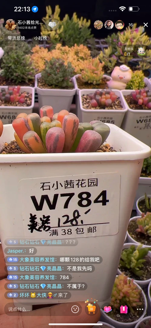 美容-五十铃玉锦-多肉植物