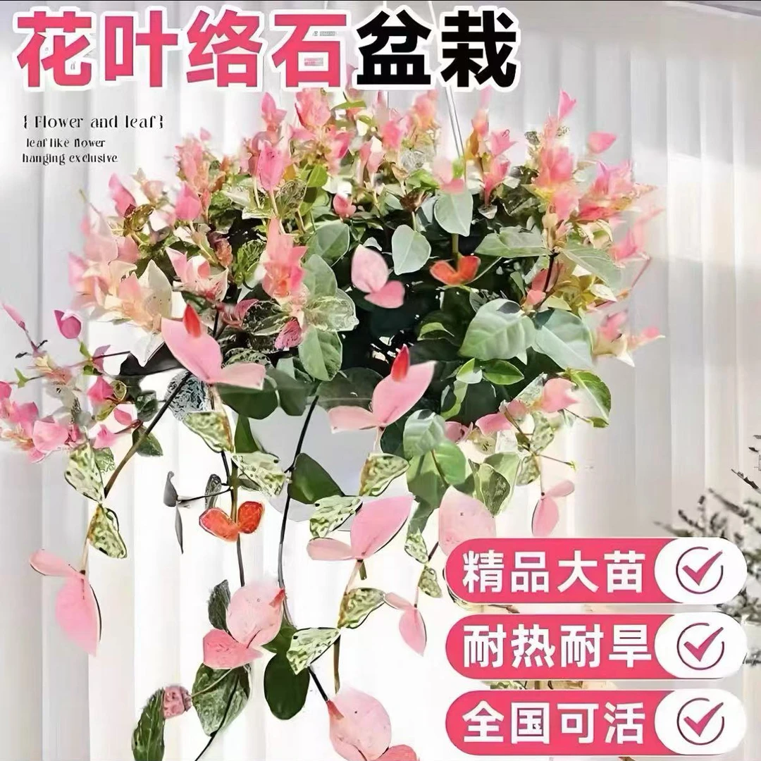 【花叶络石】盆栽阳台庭院好养植物五彩室内彩叶垂吊黄金络石藤苗