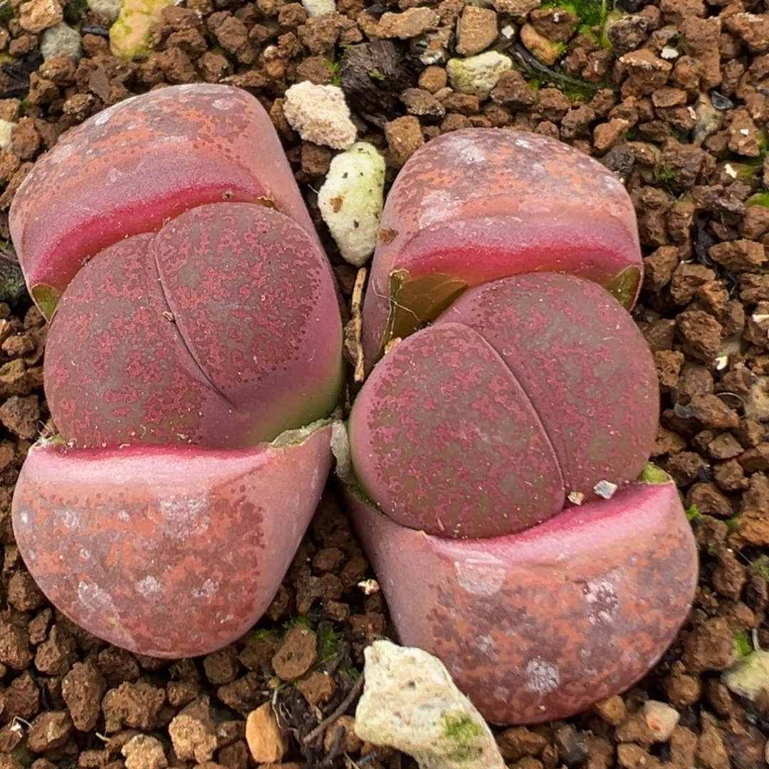 69多肉植物百科植物