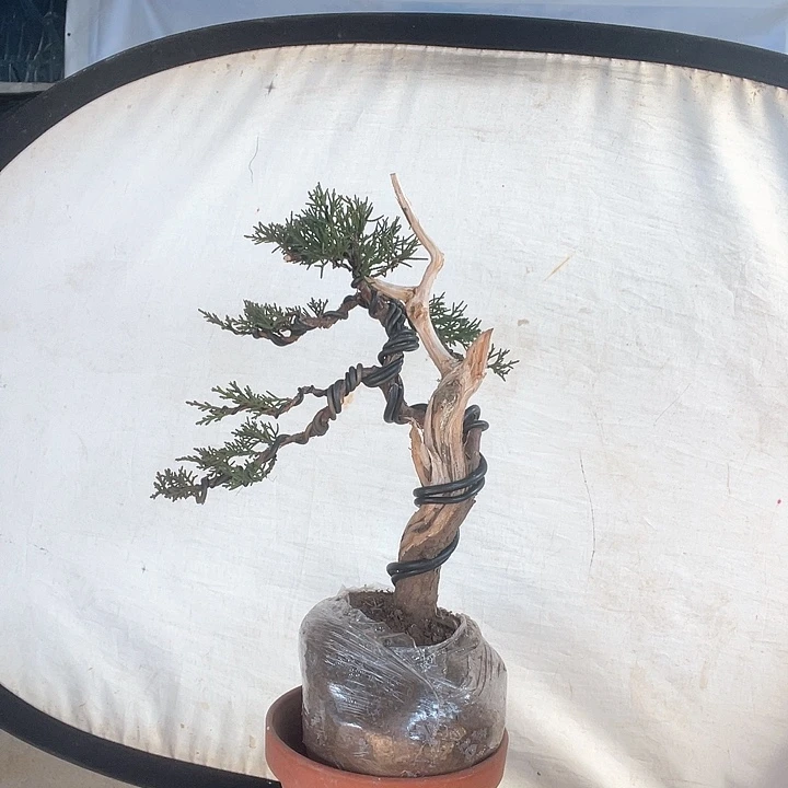 济州真柏盆景老桩