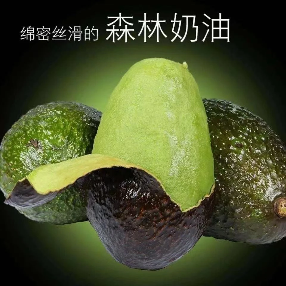 【琵琶牛油果】云南孟连原生态国产牛油果HH2