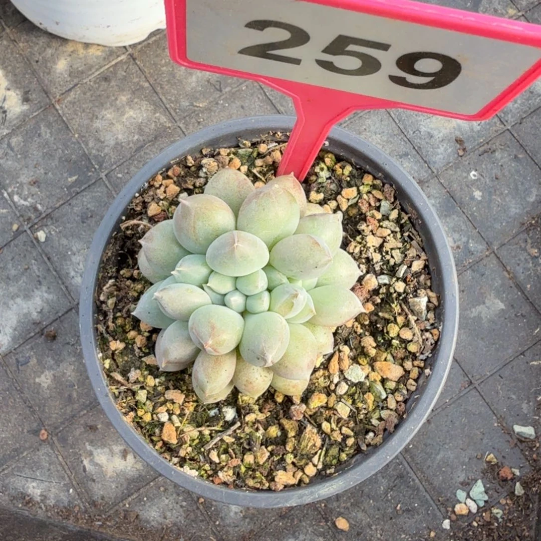 多肉植物胖体海洋缀259