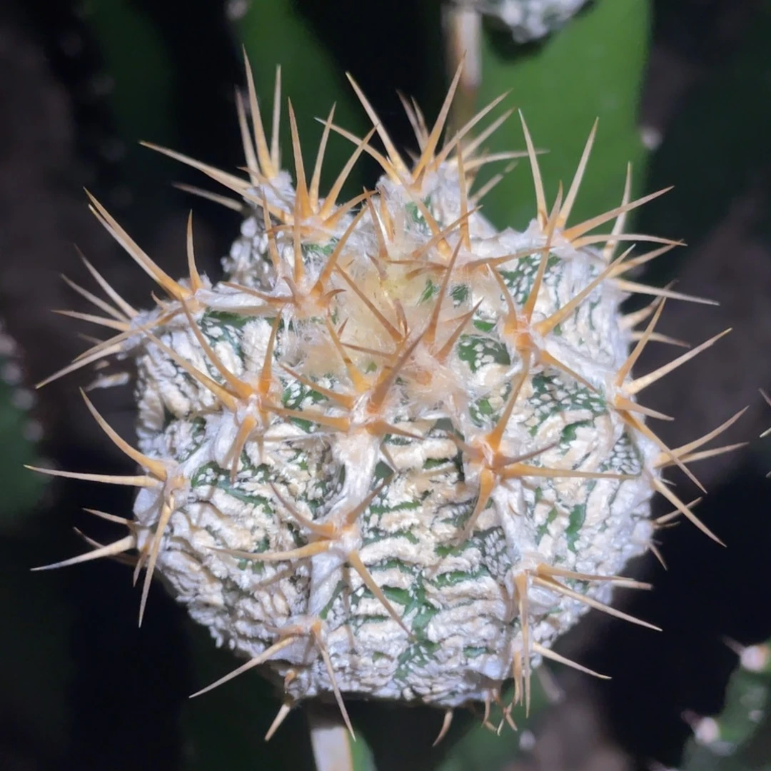 全部花朵般若 仙人球开花