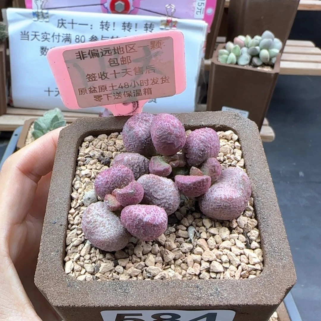 584夏娃多肉植物