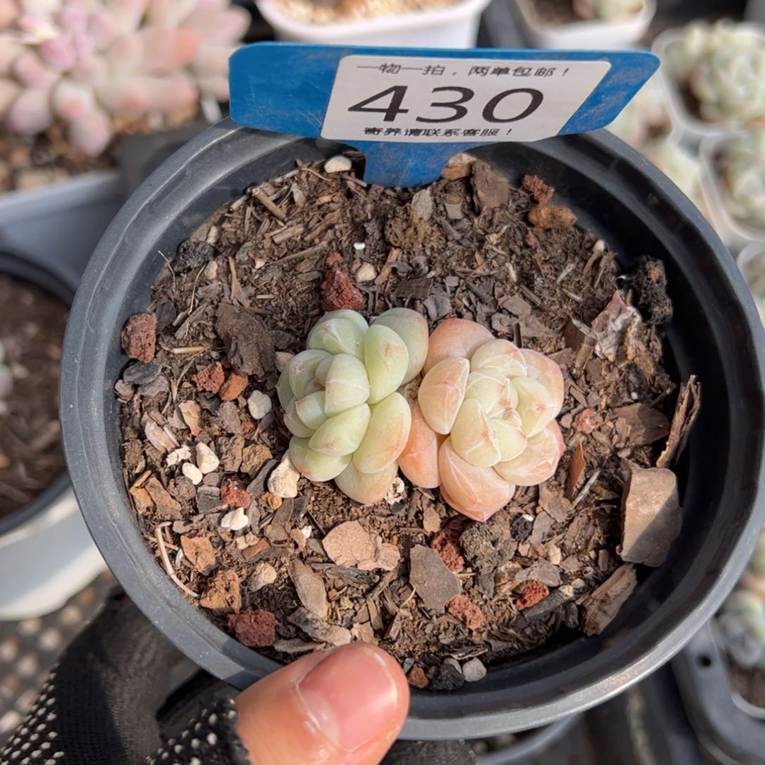 红陶430号多肉植物