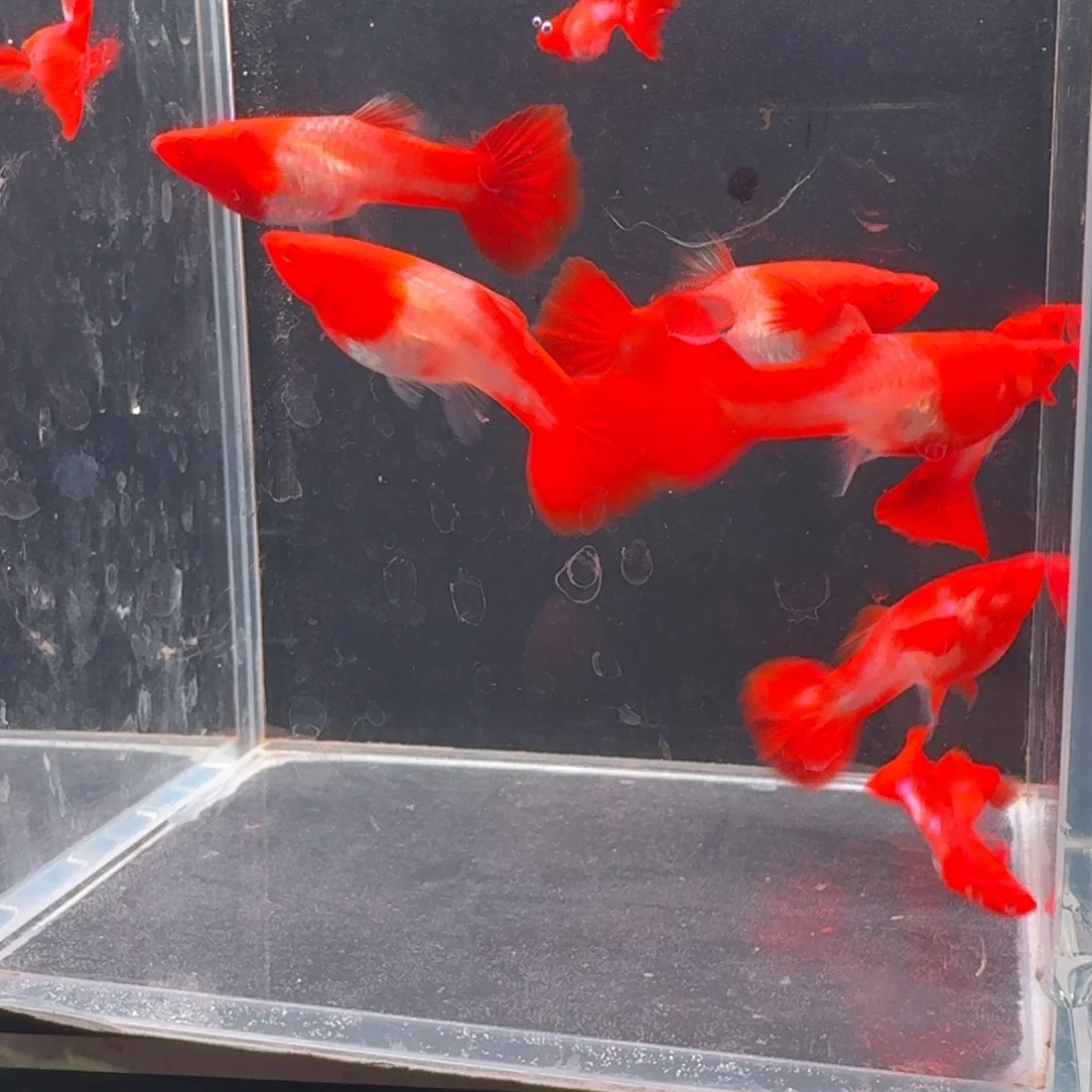 孔雀鱼双分水4公6母