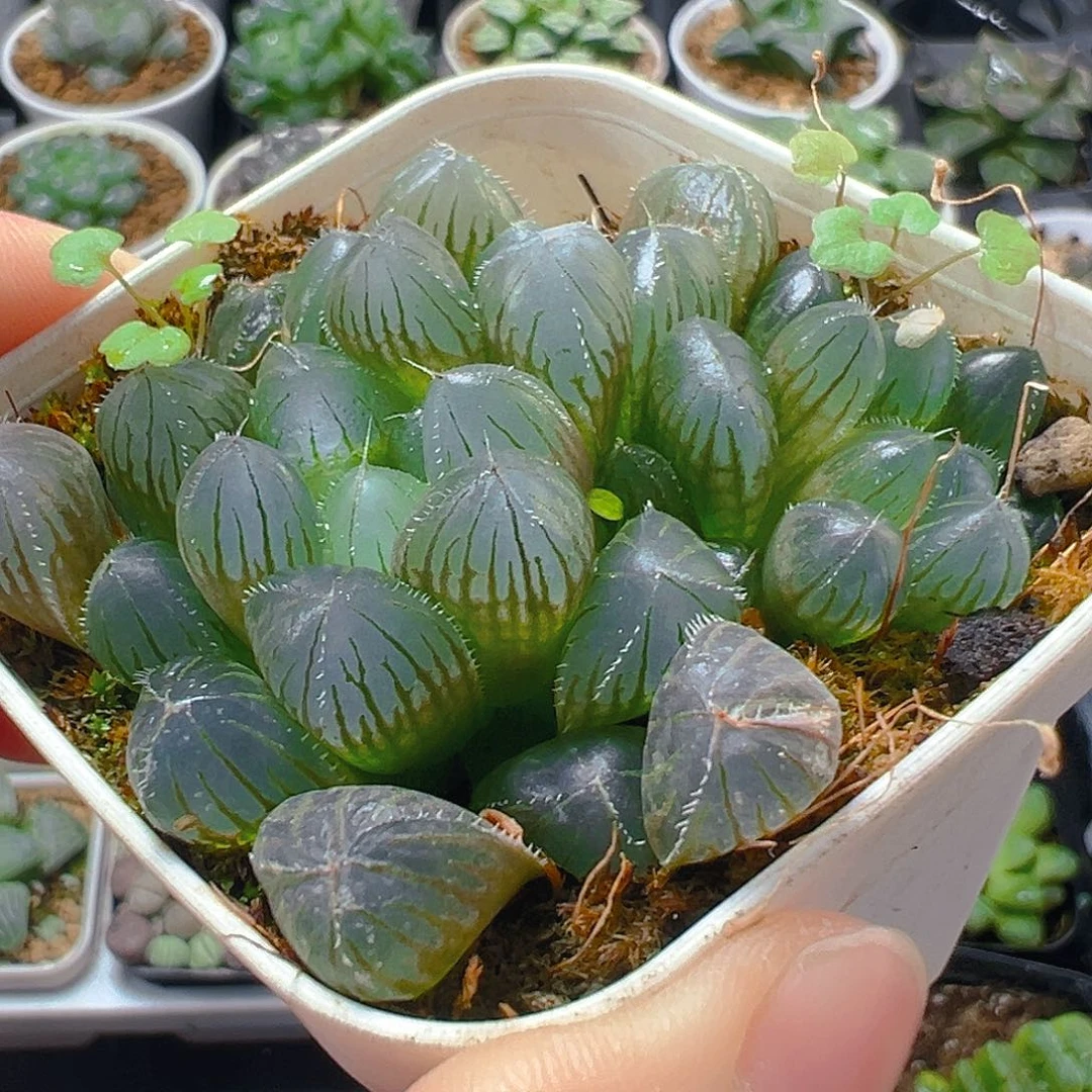 蓝镜玉露多肉多肉多肉多肉