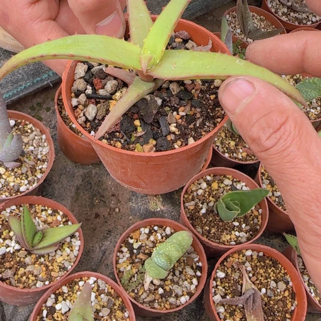 ？*?块根植物块根植物块根植物