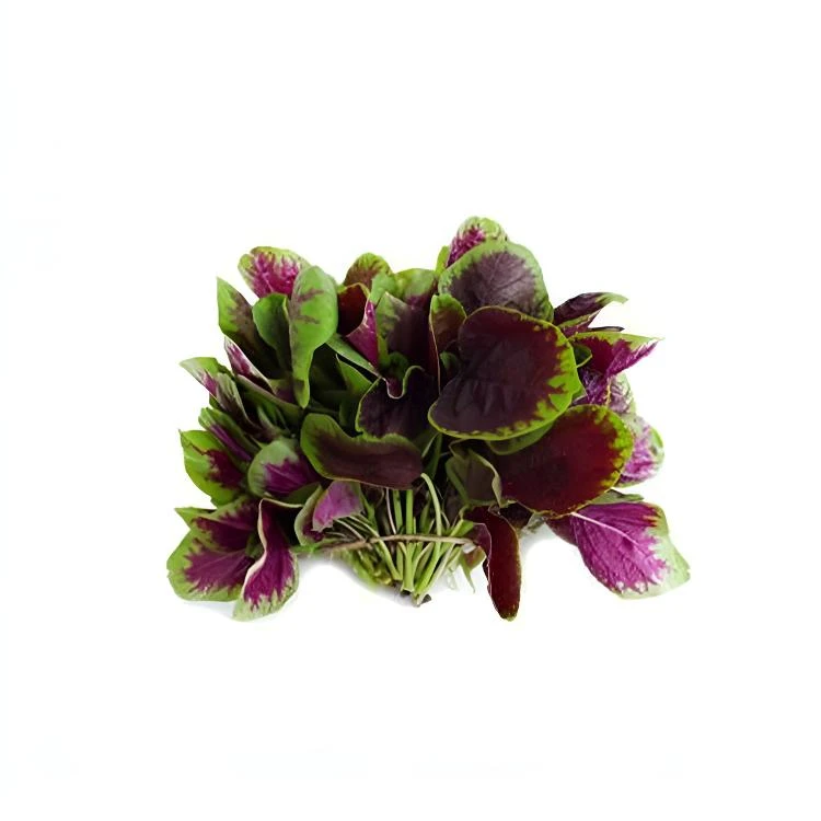 红苋菜【蔬菜】