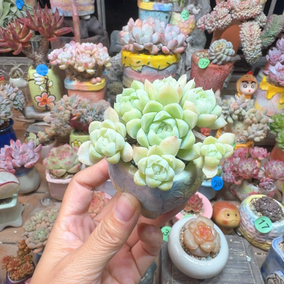 白月影 多肉含盆土 一物一拍