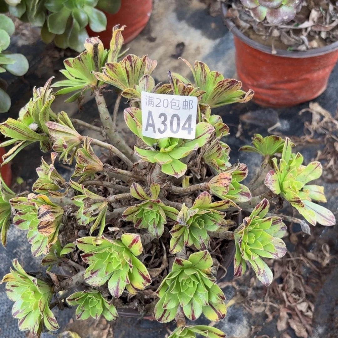 304多肉植物捧花的时候@