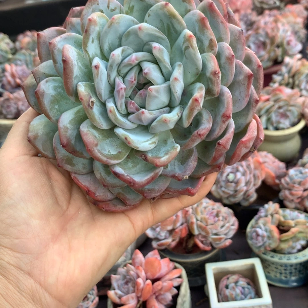 哈哈哈哈哈哈哈哈哈哈