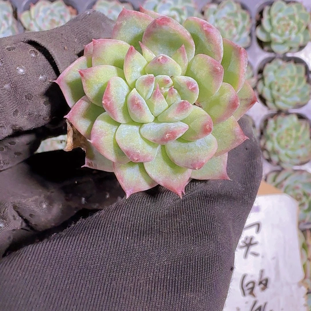 精品白吉两颗一组