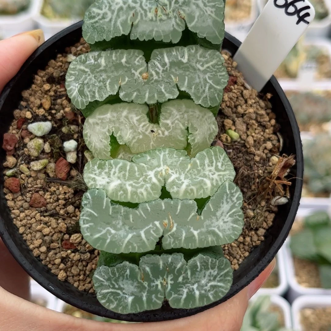664伊娜鲍尔玉扇哈哈哈哈哈