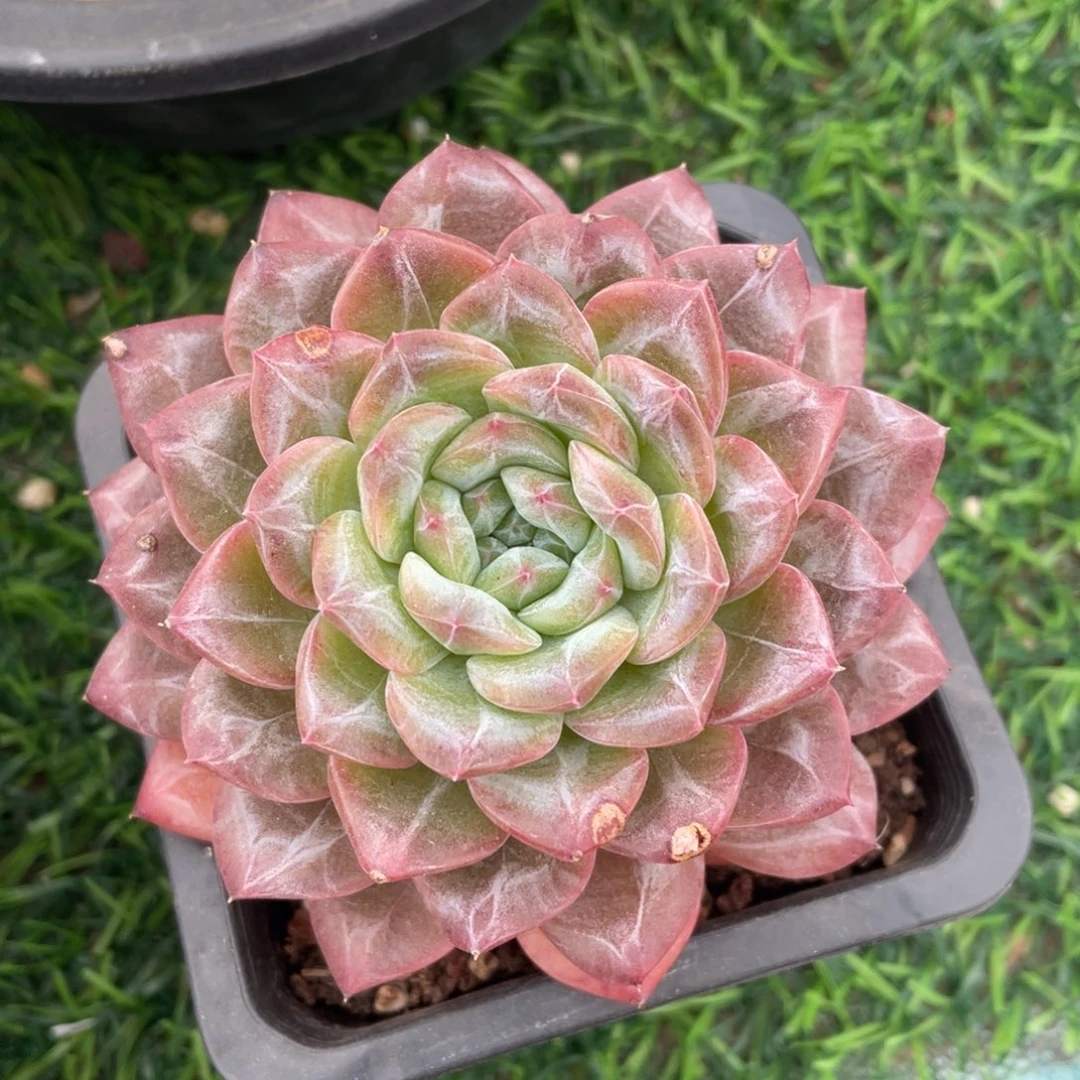 杂交冠幅9 公分一物一拍