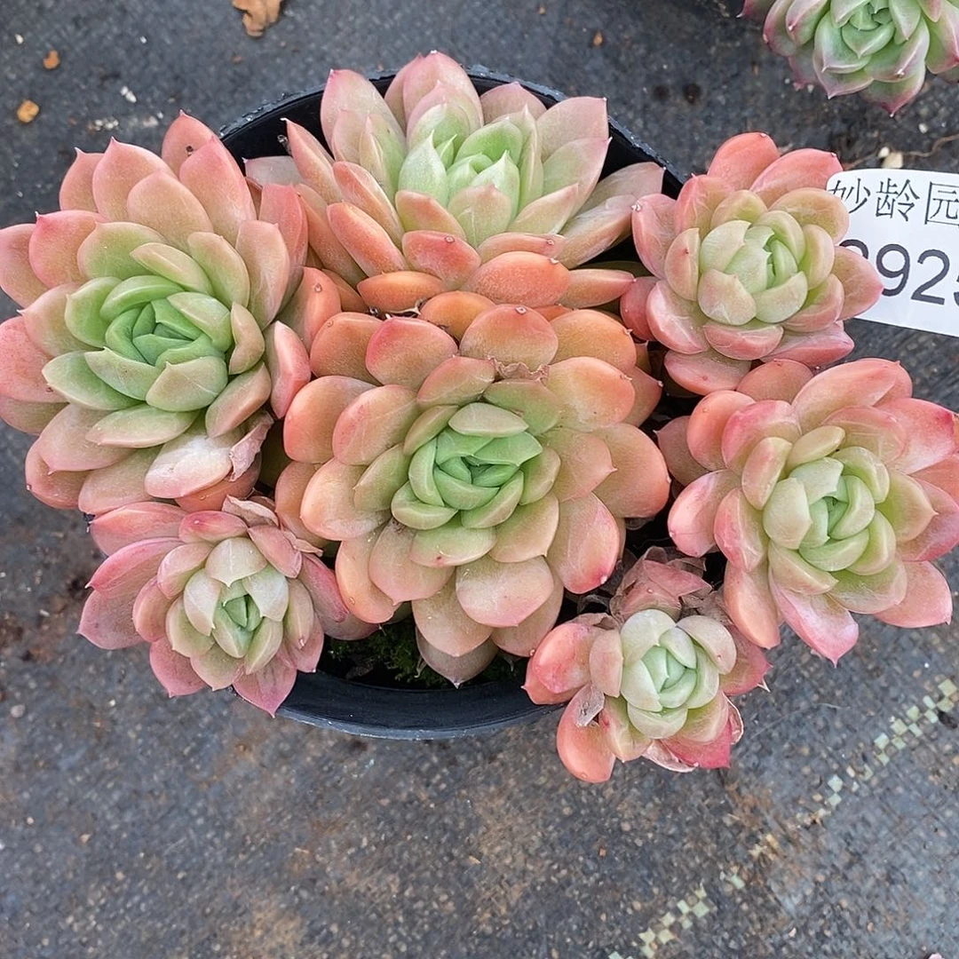 2925杂交老桩基地～12厘米