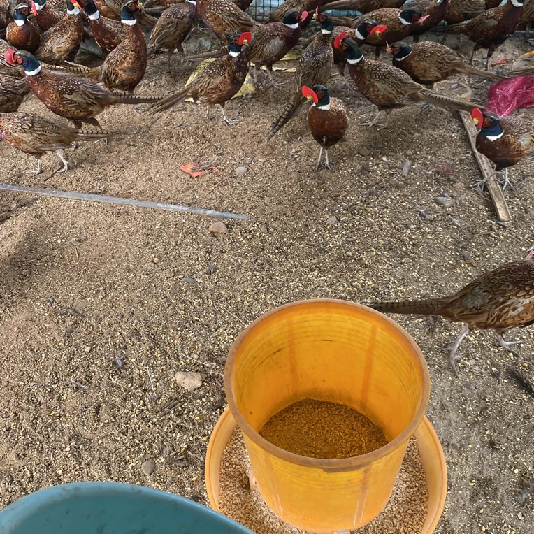 农村散养人工养殖下蛋七彩山鸡粮食喂养顺丰包邮包活包售后