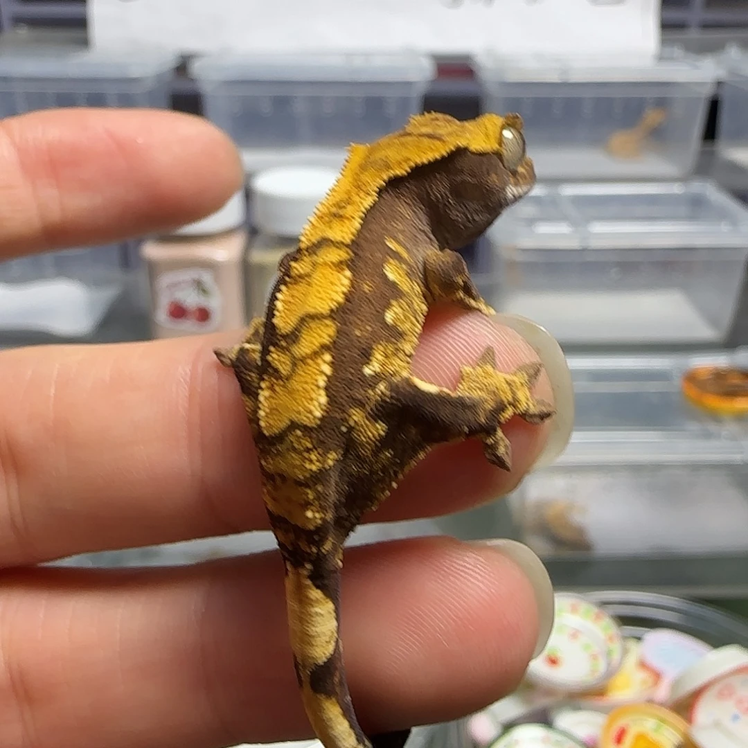睫角守宫睫角守宫大幼