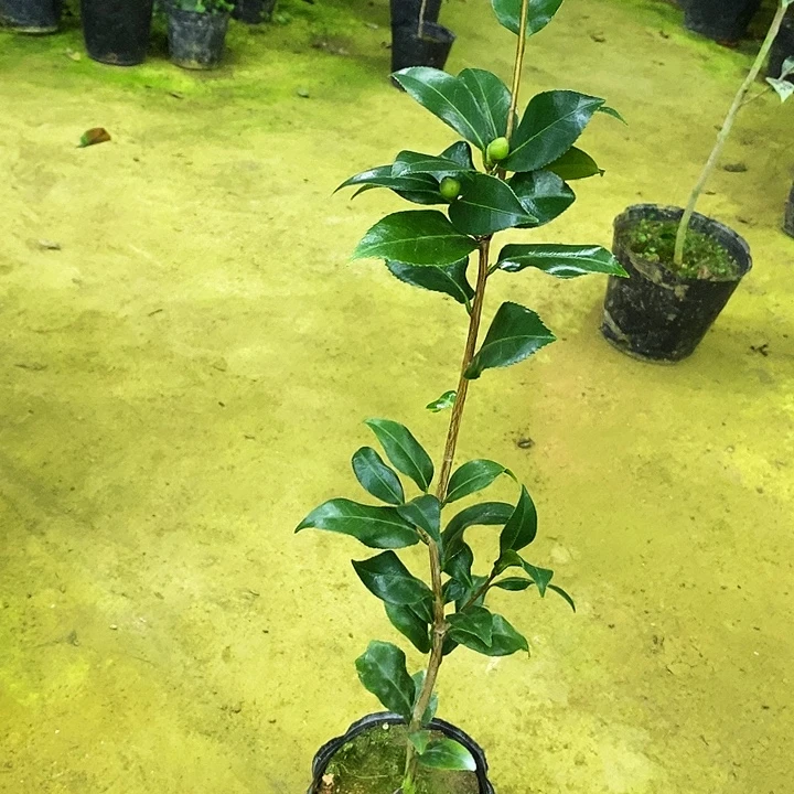 无花朵黄秀球。