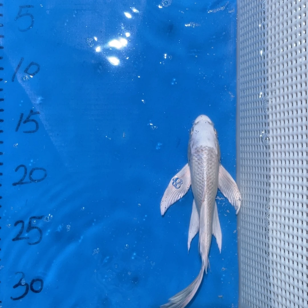 锦鲤锦鲤包邮包售后